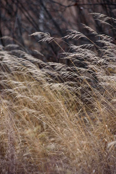 Field Dried Grass Late Autumn Flutters Wind — Stock Photo, Image