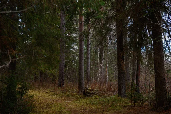Landskap Höstskogen Branching Höga Träd Med Djupa Skuggor Och Bländning — Stockfoto