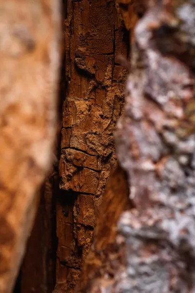 Trunk Old Pine Tree Eaten Bark Beetles Termites Close — Stock Photo, Image