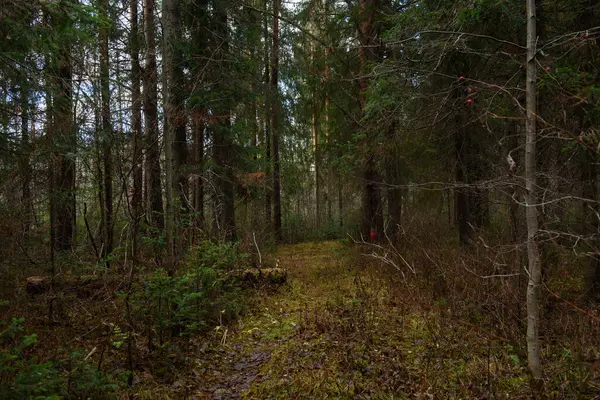 Egy Régi Törött Fenyőfa Őszi Erdőben Mellett — Stock Fotó