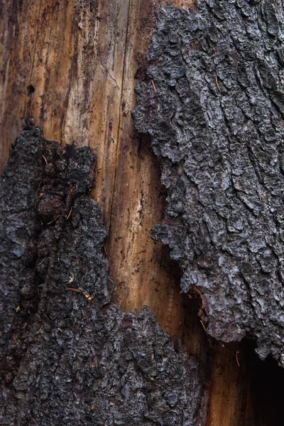 Trunk Old Pine Tree Eaten Bark Beetles Termites Close — Stock Photo, Image