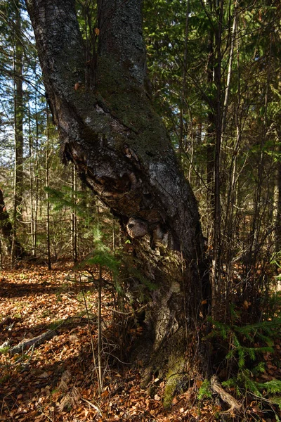 Kmen Staré Břízy Podzimním Lese Jasného Slunečného Dne — Stock fotografie
