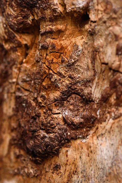 Trunk Old Pine Tree Eaten Bark Beetles Termites Close — Stock Photo, Image