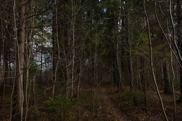 Krajina Podzimního Lesa Rozvětvující Vysoké Stromy Hlubokými Stíny Slunečními Paprsky — Stock fotografie