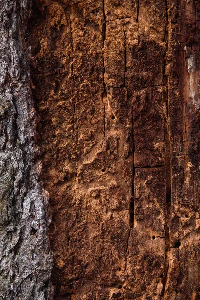 Trunk Old Pine Tree Eaten Bark Beetles Termites Close — Stock Photo, Image