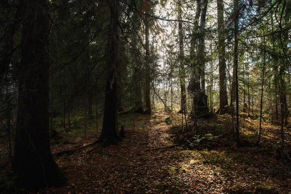 Пейзаж Осеннего Леса Ветви Высоких Деревьев Глубокими Тенями Сиянием Солнца — стоковое фото