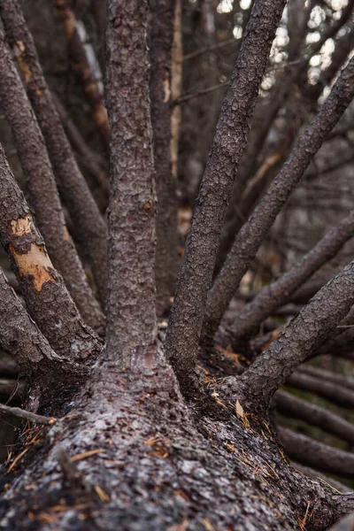 Sonbahar Ormanındaki Eski Kırık Ladin Yakın Plan — Stok fotoğraf