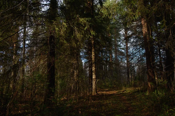 Krajina Podzimního Lesa Rozvětvující Vysoké Stromy Hlubokými Stíny Slunečními Paprsky — Stock fotografie