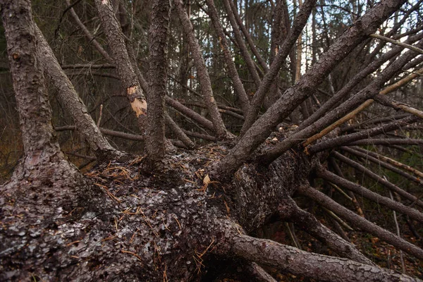 Starý Zlomený Smrk Podzimním Lese Zblízka — Stock fotografie
