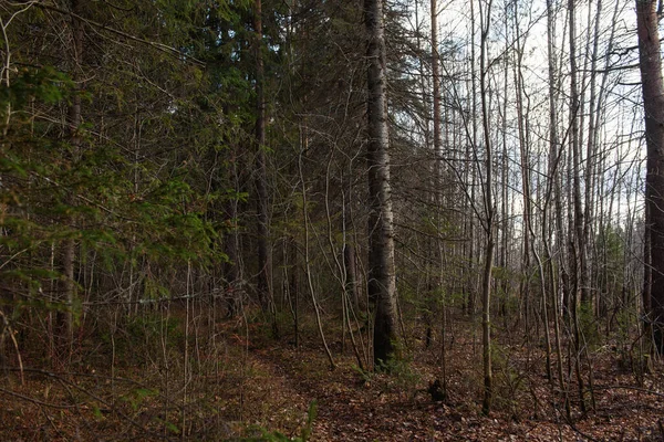 Paysage Forêt Automne Grands Arbres Ramifiés Avec Des Ombres Profondes — Photo