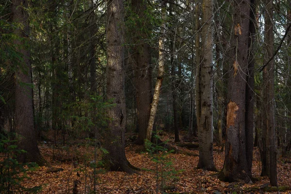 Landskap Höstskogen Branching Höga Träd Med Djupa Skuggor Och Bländning — Stockfoto