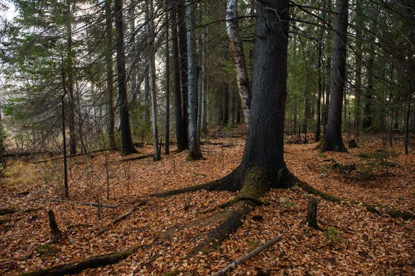 Paisaje Del Bosque Otoñal Árboles Altos Ramificados Con Sombras Profundas — Foto de Stock