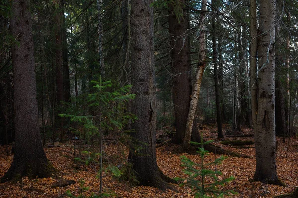Krajobraz Jesiennego Lasu Gałęzie Wysokich Drzew Głębokimi Cieniami Blaskiem Słońca — Zdjęcie stockowe