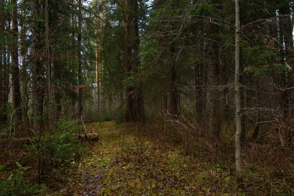 Vieil Épinette Brisé Dans Forêt Automne Bord Route — Photo