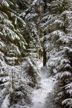 Manzara. İlk kar yağışından sonra kozalaklı orman.