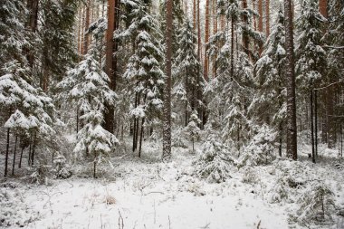Manzara. İlk kar yağışından sonra kozalaklı orman.
