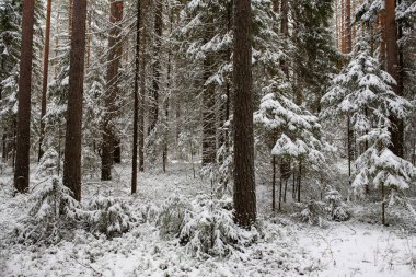 Manzara. İlk kar yağışından sonra kozalaklı orman.