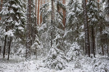 Manzara. İlk kar yağışından sonra kozalaklı orman.