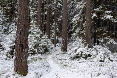 Manzara. İlk kar yağışından sonra kozalaklı orman.