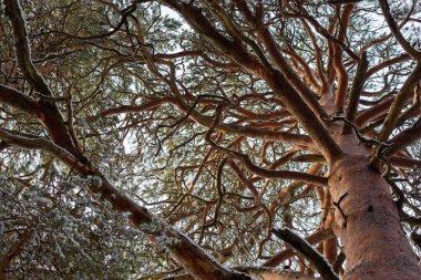 Dalları bükülmüş, yaşlı bir çam ağacı..