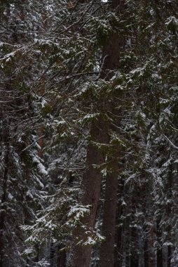 Manzara. İlk kar yağışından sonra kozalaklı orman.