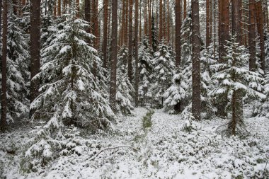 Manzara. İlk kar yağışından sonra kozalaklı orman.