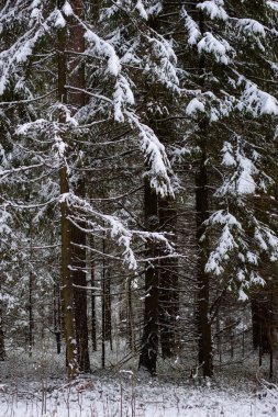 Manzara. İlk kar yağışından sonra kozalaklı orman.