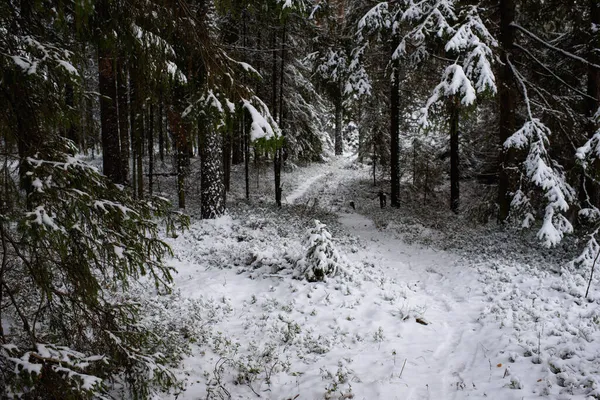一棵小圣诞树 被积雪覆盖着 周围长满了松树和冷杉 — 图库照片
