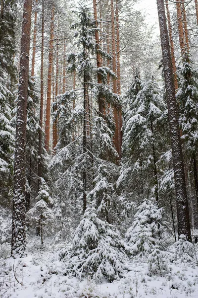 Пейзаж Хвойные Леса После Первого Снегопада — стоковое фото