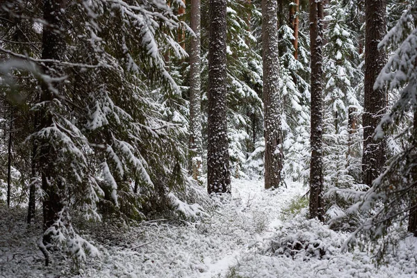 Paisagem Floresta Coníferas Após Primeira Queda Neve — Fotografia de Stock