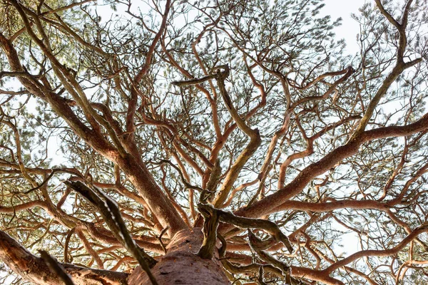 Vecchio Pino Con Rami Contorti Primo Piano — Foto Stock