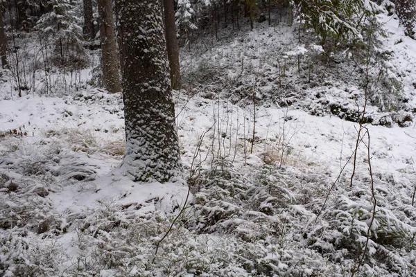 Τοπίο Δάσος Κωνοφόρων Μετά Την Πρώτη Χιονόπτωση — Φωτογραφία Αρχείου