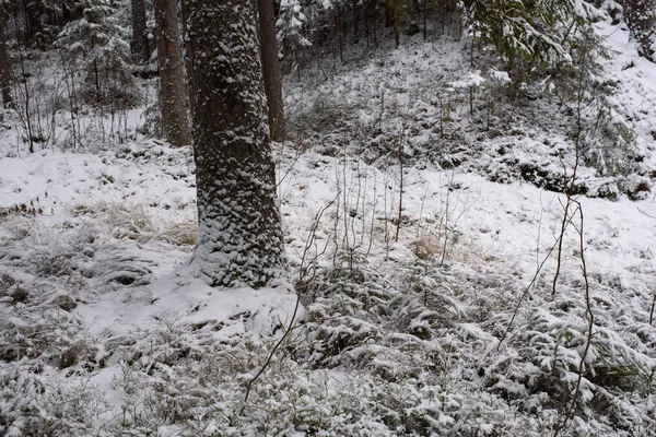 Paisaje Bosque Coníferas Después Primera Nevada —  Fotos de Stock