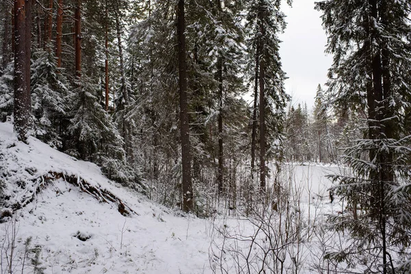 最初の霜と最初の雪の後の森林湖 雪に囲まれたほこりの多い企業や松 — ストック写真