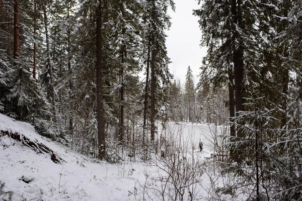 Пейзаж Лесное Озеро После Первого Мороза Первого Снегопада Окруженное Заснеженными — стоковое фото