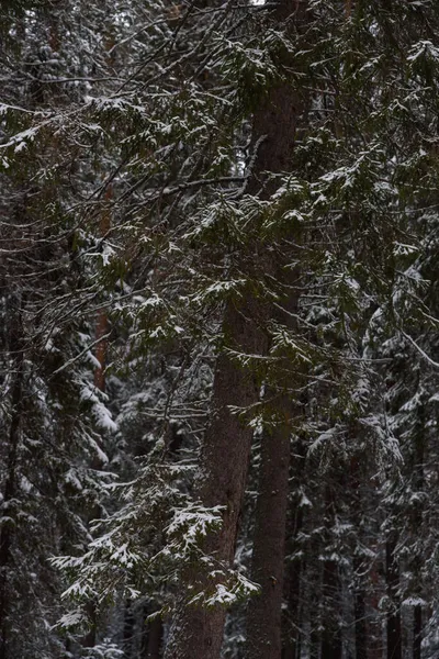 Krajobraz Las Iglasty Pierwszym Opadu Śniegu — Zdjęcie stockowe
