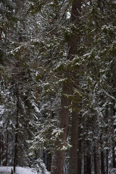 Paesaggio Foresta Conifere Dopo Prima Nevicata — Foto Stock