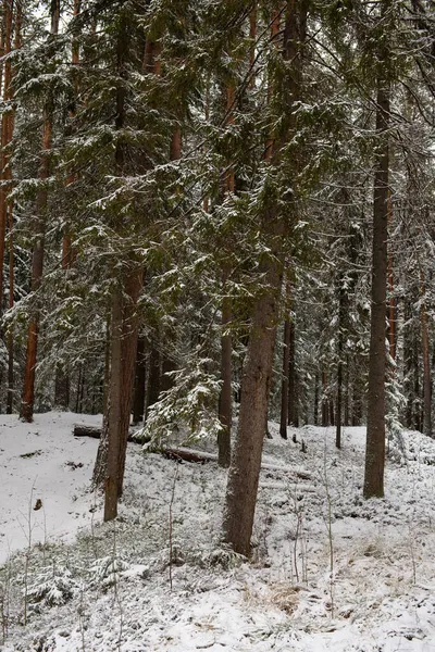 Paysage Forêt Conifères Après Les Premières Chutes Neige — Photo