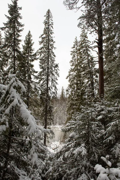 Landscape Forest Lake First Frost First Snowfall Surrounded Snow Dusted — Stock Photo, Image