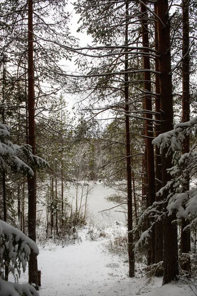 Paysage Lac Forestier Après Premier Gel Les Premières Chutes Neige — Photo