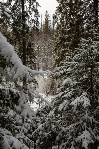 Пейзаж Лісове Озеро Після Перших Морозів Першого Снігопаду Оточене Сніговими — стокове фото