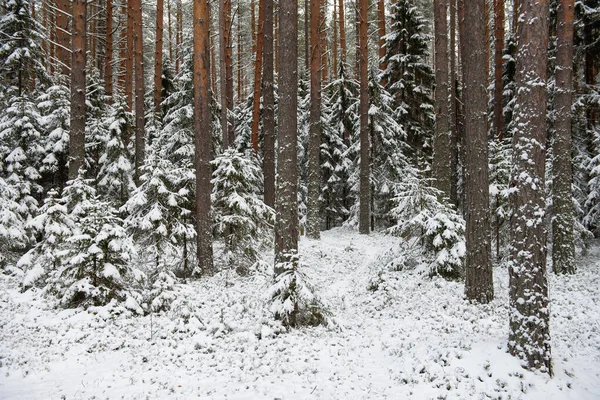 Paisagem Floresta Coníferas Após Primeira Queda Neve — Fotografia de Stock