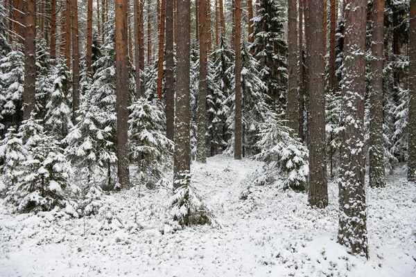 Landskap Barrskog Efter Det Första Snöfallet — Stockfoto