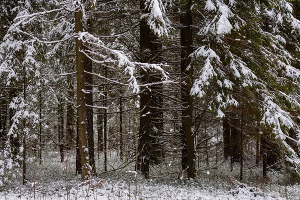 Paysage Forêt Conifères Après Les Premières Chutes Neige — Photo