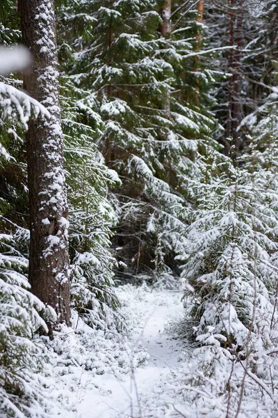 Paisagem Floresta Coníferas Após Primeira Queda Neve — Fotografia de Stock