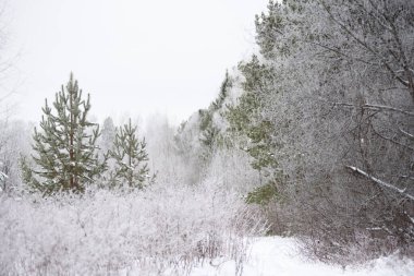 Soğuk bir gün. İnce söğütler, huş ağaçları, kavak ağaçları ince bir beyaz don tabakasıyla kaplıdır..
