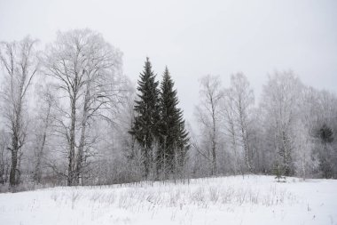 Manzara. Soğuk bir gün. Ateş, çam ağaçları, ince söğütler, huş ağaçları, kavak ağaçları ince bir beyaz don tabakasıyla kaplıdır..