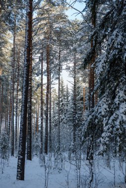 Soğuk bir gün. Ormanın bataklık bölgesinde karla kaplı çam gövdeleri..