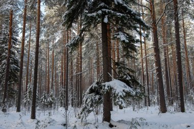 Soğuk bir gün. Alt dalları kesilmiş yaşlı bir çam ağacı..