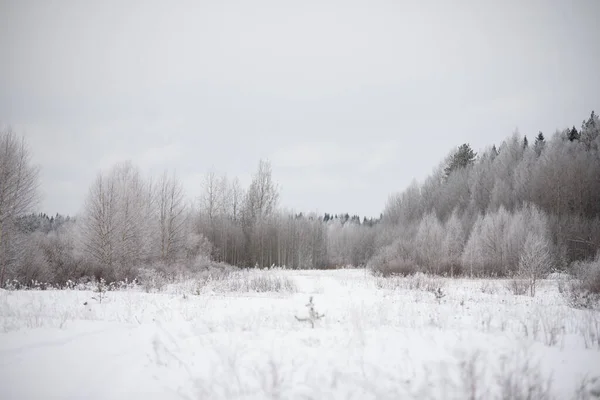 Zimny Dzień Cienkie Wierzby Brzoza Osiki Pokryte Cienką Warstwą Białego — Zdjęcie stockowe